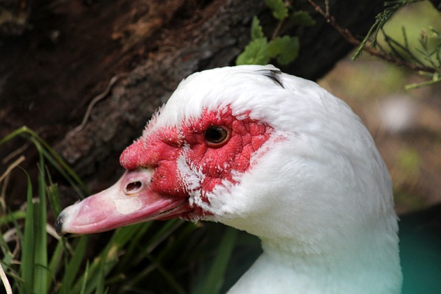 年澳大利亚 年澳大利亚